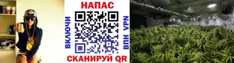 Купить закладки  Электросталь  Марихуана тримм 